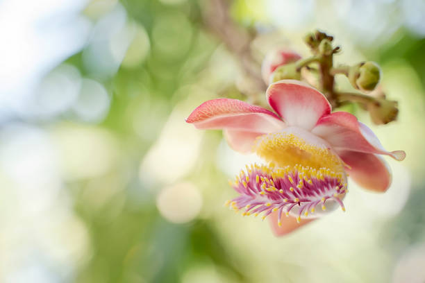 istock Pink Salween flower with light green bokeh background. 1075862810
