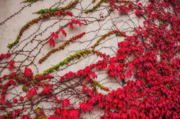 istock The wall is covered with a loach with autumn red leaves 1075866658