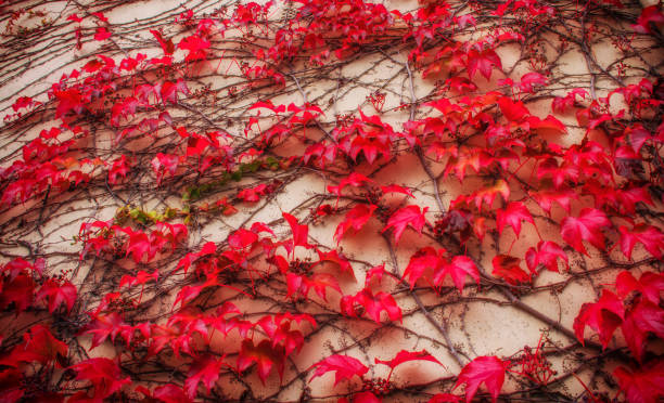 istock Concrete wall braided with loach. Autumn background 1075866894