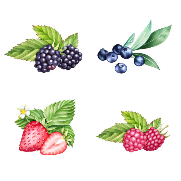 handgezeichneten satz von erdbeere, brombeere, himbeere und heidelbeere mit blättern. - blackberry blueberry raspberry fruit stock-grafiken, -clipart, -cartoons und -symbole