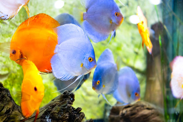 istock Colorful ornamental fish in the aquarium - (Symphysodon) 1075870194
