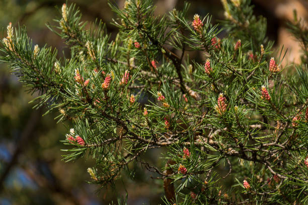 istock Lush fur-tree branches with a lot of young cones. Nature. 1075870506