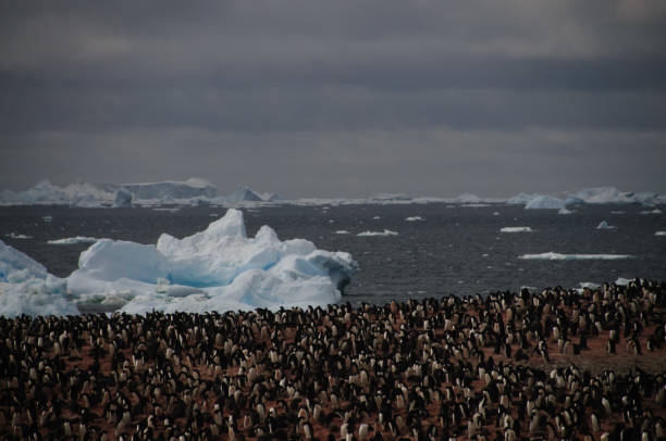 istock Adelie Penguins on Paulet Island 1075873370