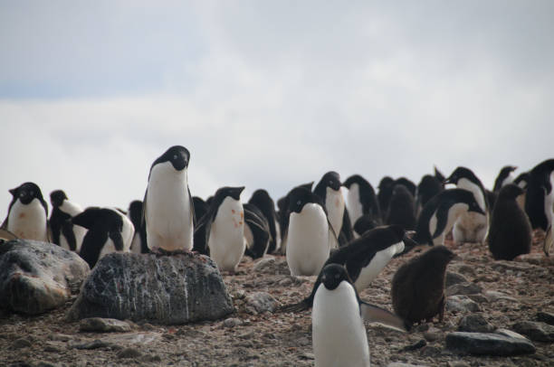 istock Adelie Penguins on Paulet Island 1075873436