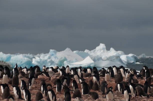 istock Adelie Penguins on Paulet Island 1075873498