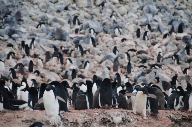 istock Adelie Penguins on Paulet Island 1075873564