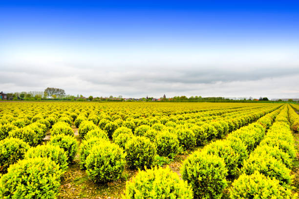 istock Rows of Plant in Holland 1075874786