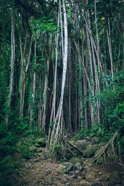 istock Dark tropical hawaiian forest with lianas and thin tree trunks 1075879670