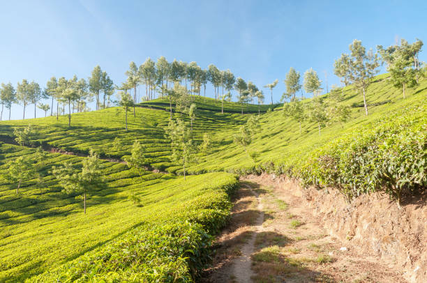 chemin de terre serpentant à travers la plantation de thé, munnar, kerala, inde - winding road country road lane tea crop photos et images de collection