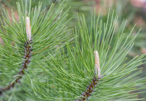 istock Pine tree branch in close up. Green needles of pine tree 1075883152