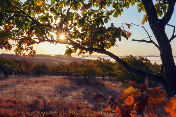 istock Morning view of the valley and forest 1075883226