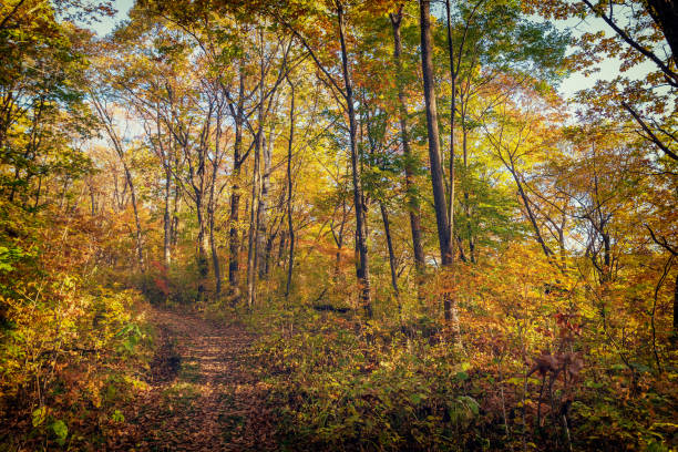 istock Beautiful autumn forest with colorful trees and a narrow path 1075883594