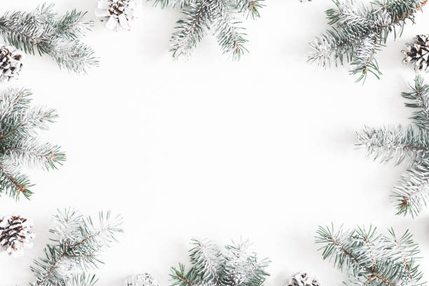 크리스마스 구성입니다. 전나무 나무 가지, 흰색 바탕에 소나무 콘 프레임에 의하여 이루어져 있다. 크리스마스, 겨울, 새 해 개념입니다. 평면 위치, 최고 보기, 복사 공간 - pine branch pine tree pine cone 뉴스 사진 이미지