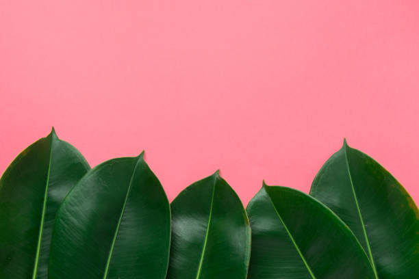 istock Beautiful Pattern from Fresh Green Ficus Leaves in Frame Border on Cherry Pink Background. Banner Poster Announcement Template. Botanical Foliage. Spa Organic Cosmetics Wellness Concept. Copy Space 1075884844