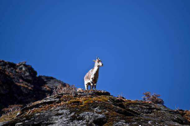 Sichuan Blue Sheep standing on a rock with blue background in Daocheng Yading Nature Reserve, Sichuan, China. The blue sheep are found in Himalayas, Tibet and other montane regions of Central Asia. blue sheep photos stock pictures, royalty-free photos & images