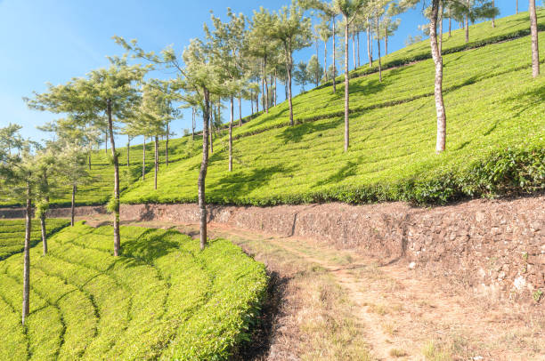 chemin de la terre par l’intermédiaire de tea plantation, munnar, kerala, inde - winding road country road lane tea crop photos et images de collection