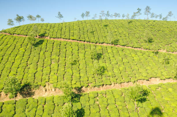 route de campagne traversant la plantation de thé, munnar, kerala, inde - winding road country road lane tea crop photos et images de collection