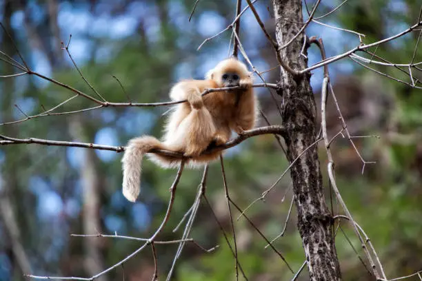 Photo of Baby Golden snub-nosed monkey, China