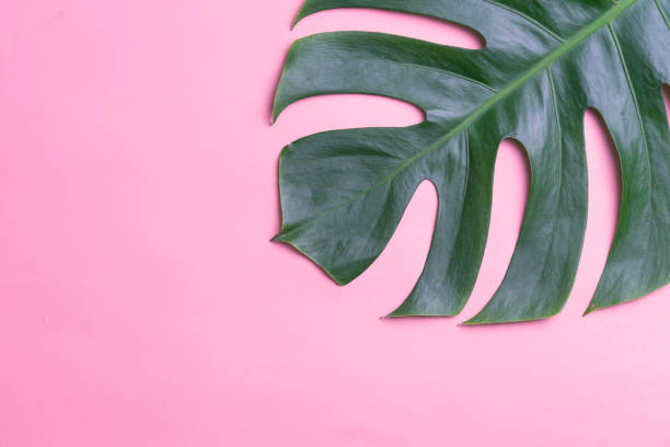 istock Aromatherapy  product  Spa set, flat lay composition.Tropical leaf concept style., massage with pink background. top view.Monstera leaves template, tropical summer fashion background. 1075900018
