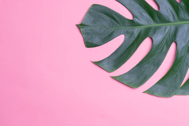 istock Aromatherapy  product  Spa set, flat lay composition.Tropical leaf concept style., massage with pink background. top view.Monstera leaves template, tropical summer fashion background. 1075900108