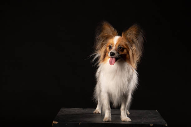 istock Portrait of a papillon on a black background 1075901286