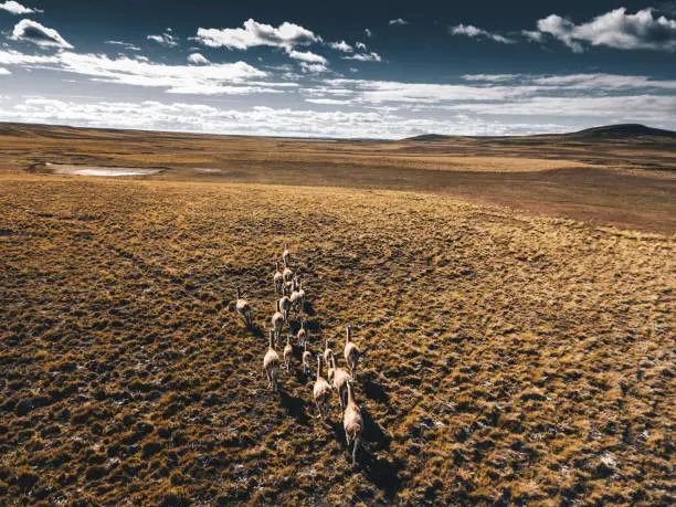 Guanaco in the argentinian patagonia