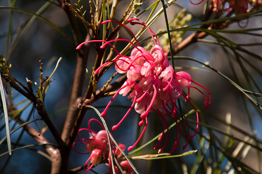 Springtime in the garden Sydney, Australia