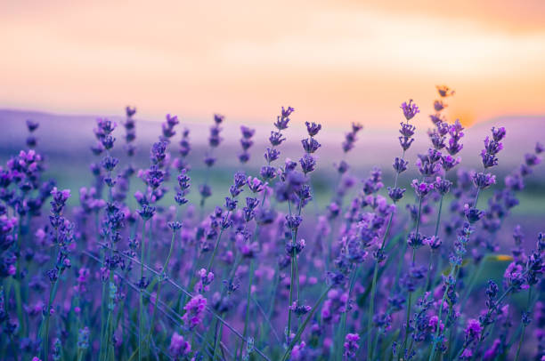 campo di lavanda in estate, colori naturali, messa a fuoco selettiva. - lavender lavender coloured flower herb foto e immagini stock