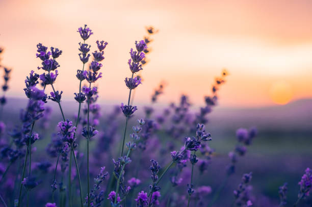 istock Lavender Field in the summer, natural colors, selective focus. 1075904752