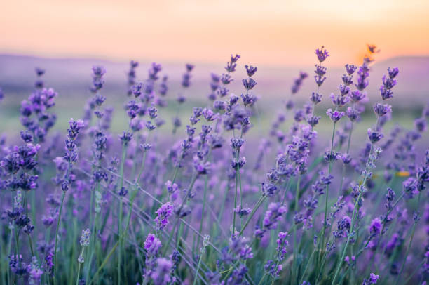 istock Lavender Field in the summer, natural colors, selective focus. 1075904776