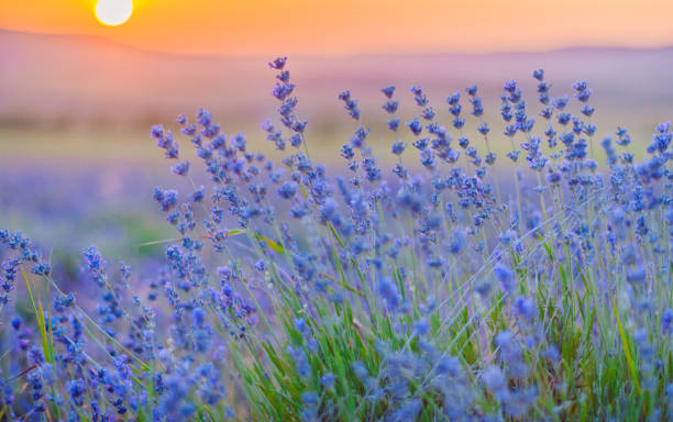 istock Lavender Field in the summer, natural colors, selective focus. 1075905858