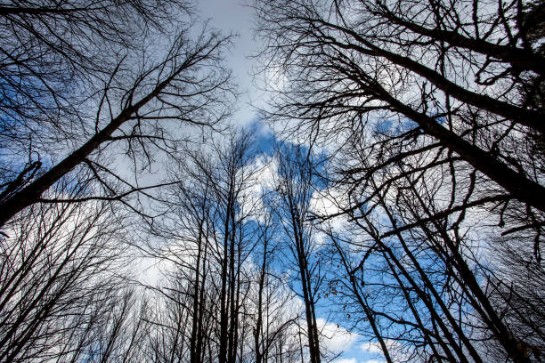 istock In the forest, tree branches stretching to the sky 1075910166