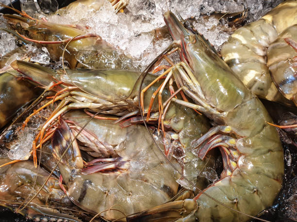 istock Closeup banana shrimp 1075910912