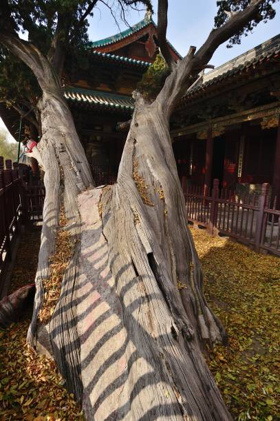 istock Ancient trees in the Jinci temple 1075913382