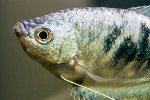 Tropical gourami fish close up Tropical gourami fish trichogaster in aquarium close up trichogaster trichopterus stock pictures, royalty-free photos & images