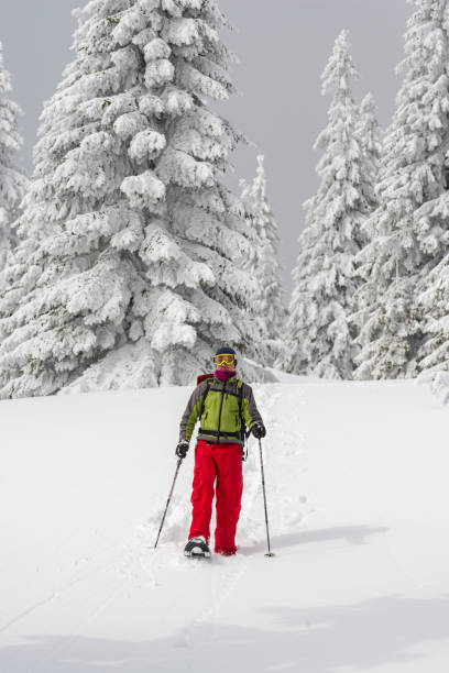 istock Traveler goes snowshoeing among huge pine trees 1075930746