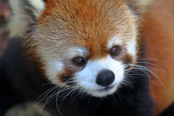 Photo of Lesser panda