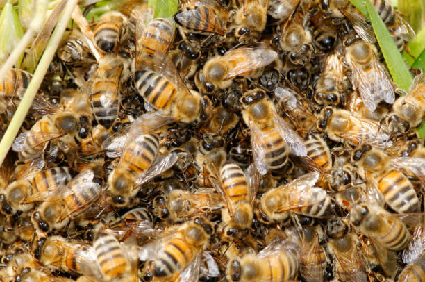 swarm of bees