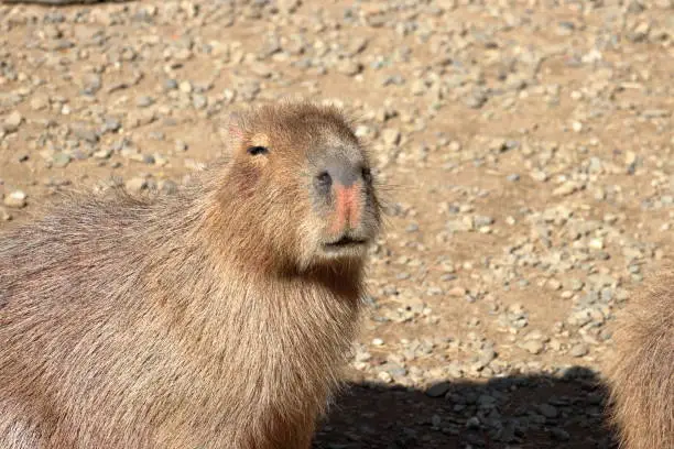 Photo of Capybara　Runny nose