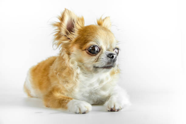 istock Studio shot of a Chihuahua isolated over white background 1075938914