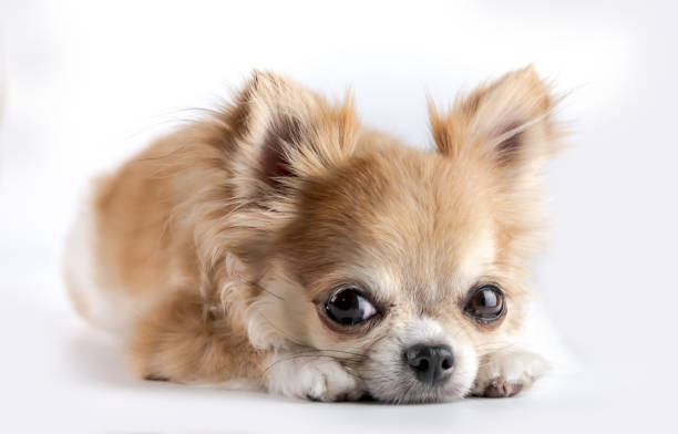 istock Studio shot of a Chihuahua isolated over white background 1075939264
