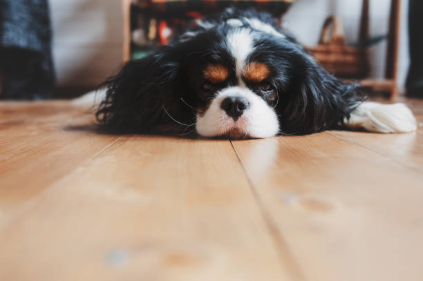 istock cavalier king charles spaniel dog relaxing and sleeping at home on the floor 1075939730