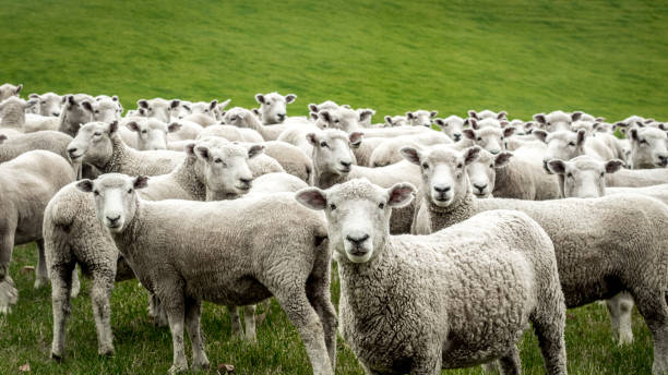 見つめている羊の群れ - rural scene non urban scene domestic animals sheep ストックフォトと画像