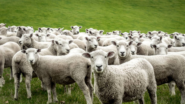 flock of staring sheep - carneiro imagens e fotografias de stock