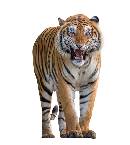 tiger roaring isolated on white background. - anger feline animal black imagens e fotografias de stock