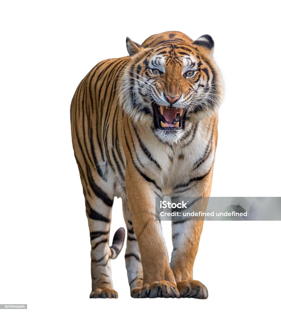 Tiger Roaring Bị Cô Lập Trên Nền Trắng Hình ảnh Sẵn có - Tải xuống ...