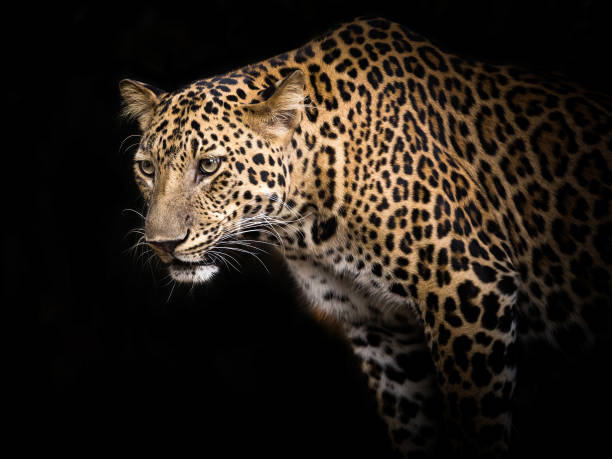 istock Young leopard staring Victims in nature. 1075940848