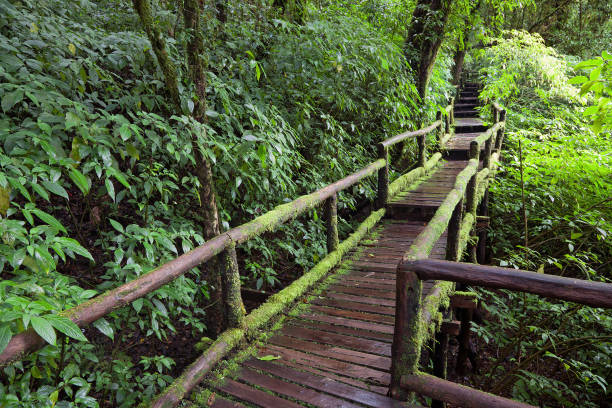 istock The Nature Trail of the rainforest. 1075942906
