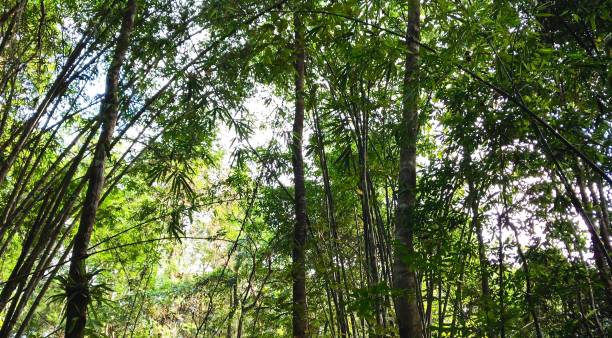 istock Bamboo Forest In Thee Lor Sue Waterfall Park, Thailand 1075944168