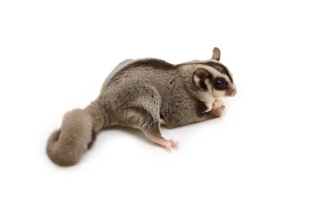 Photo of Flying squirrel holding food in hand on white background.